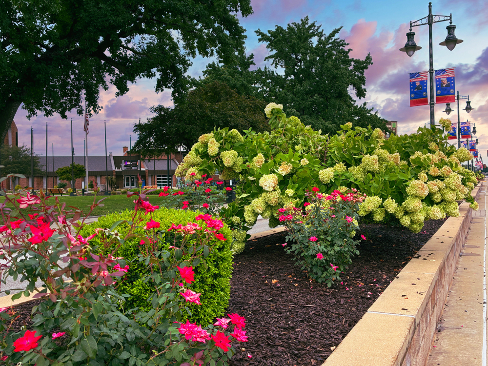 plants and flowers in Main Street center divider